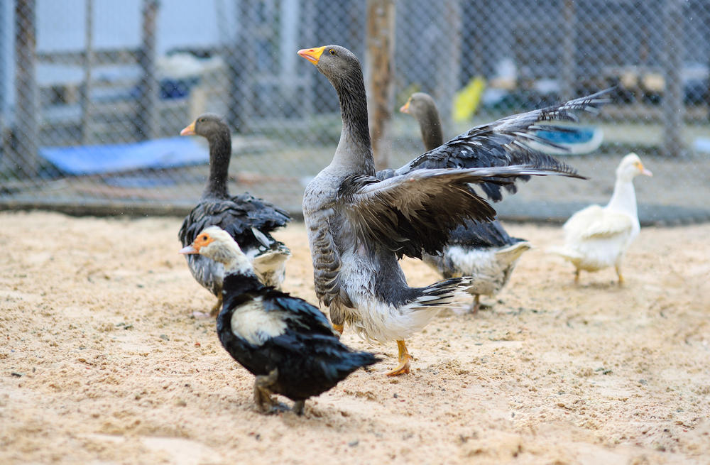 Grey,Geese,And,Musk,Ducks,Walk,In,The,Poultry,Yard